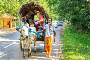 tourists ride bullock cart in sigiriya village.