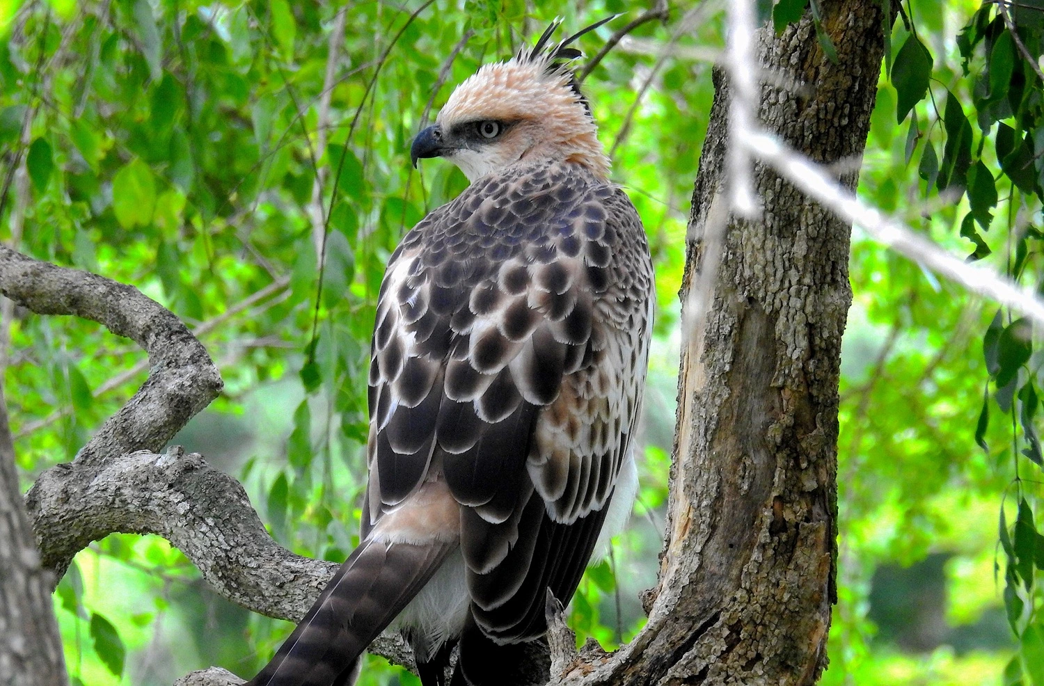 Crested_Hawk_Eagle_at_Bundala_National_Park