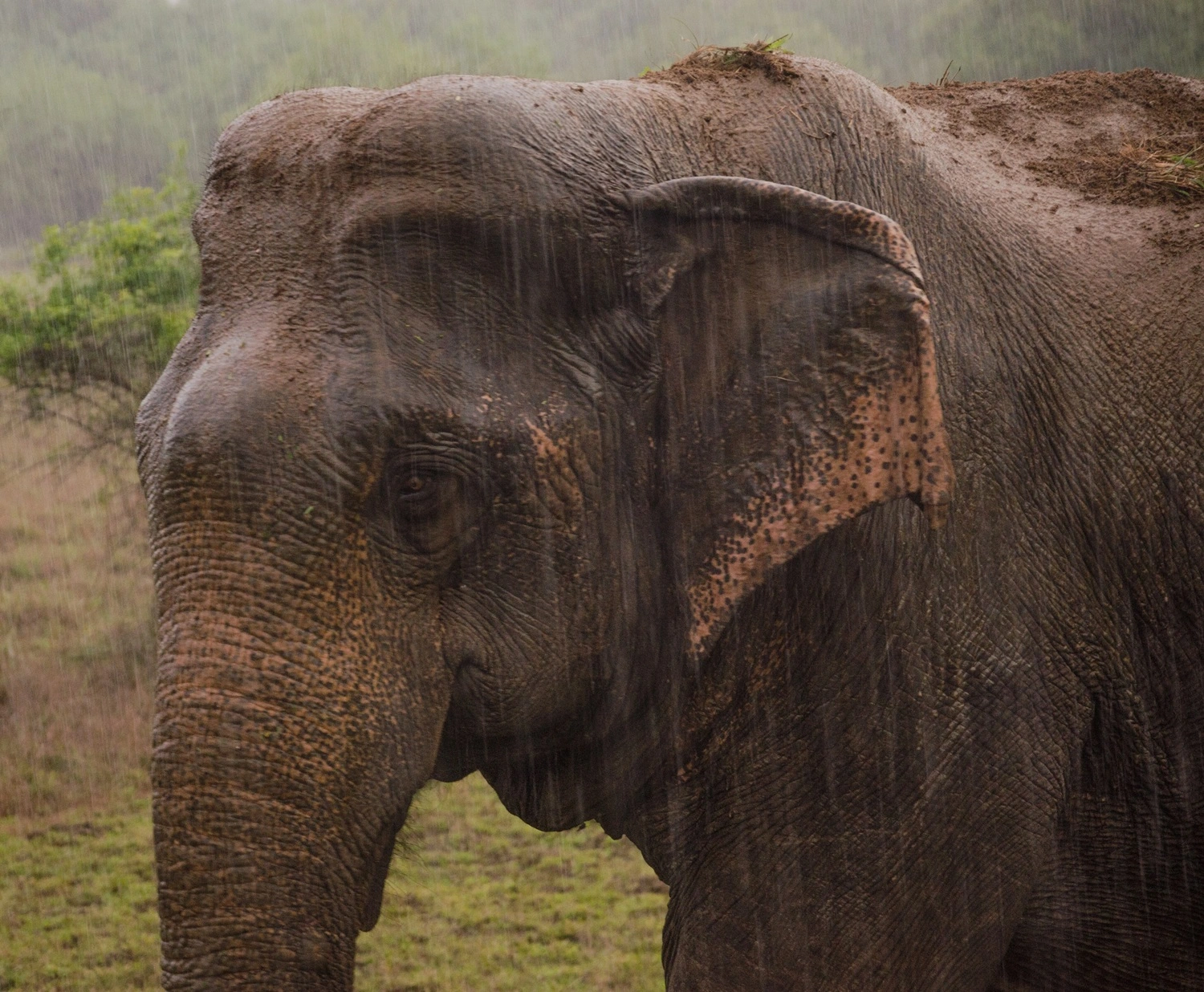 Elepahant_at_Wasgamuwa_National_Park,_SriLanka