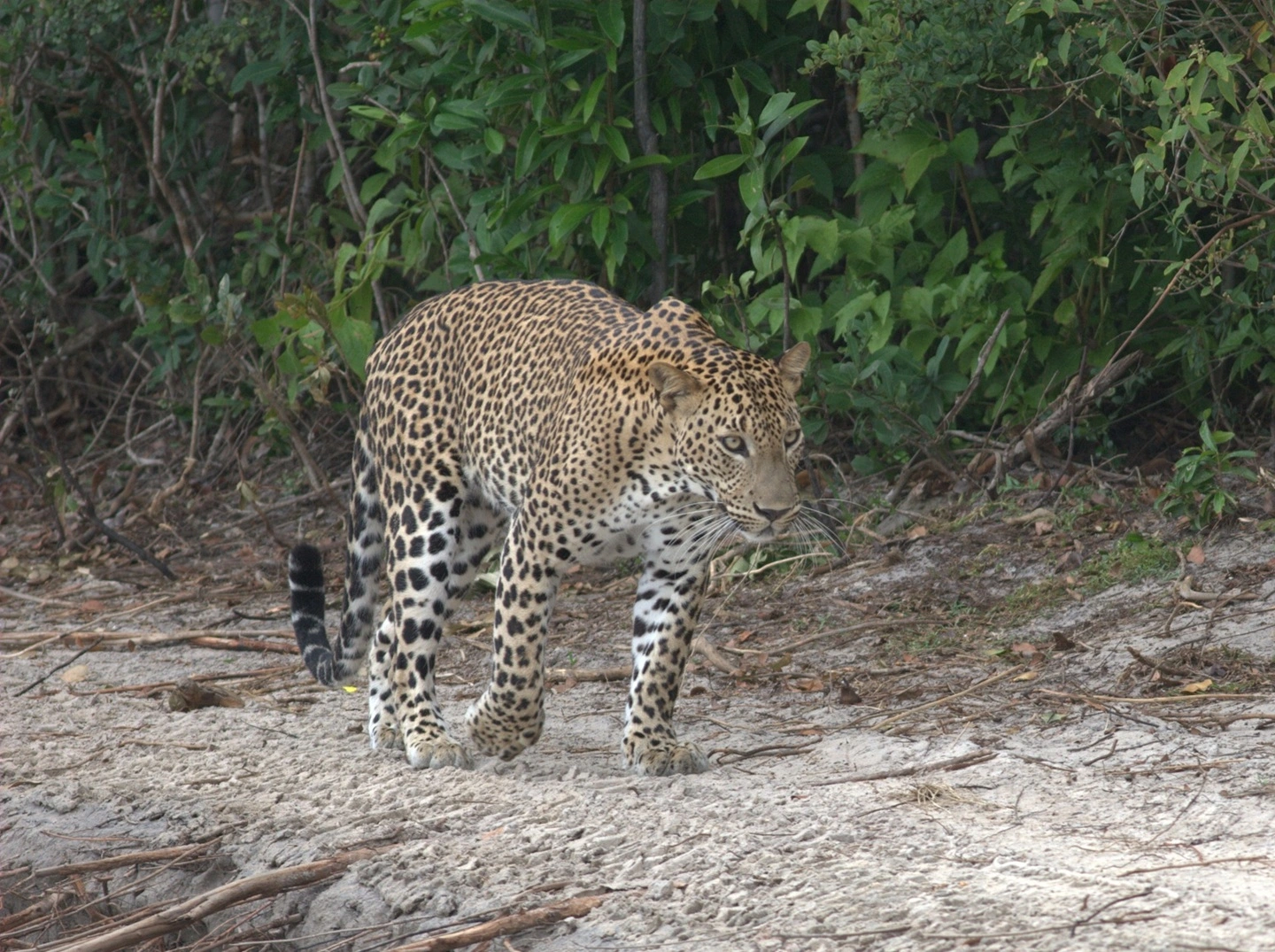 Leopard_at_Wilpattu_National_Park
