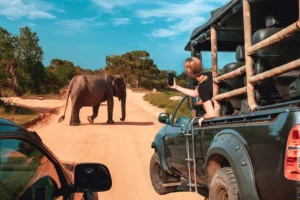 an elephant walks ahead of tourist jeep