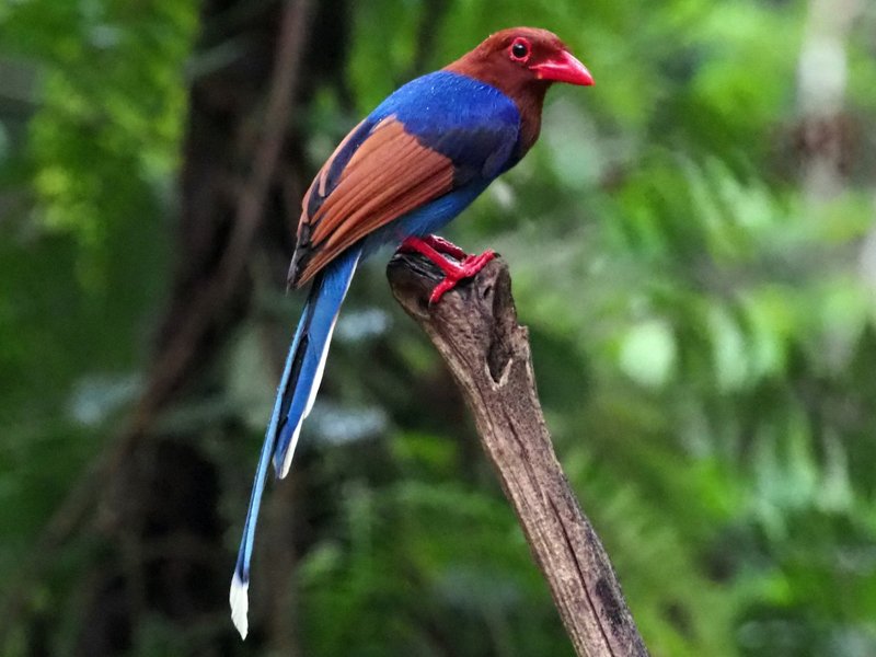 ethical wildlife tours in sri lanka